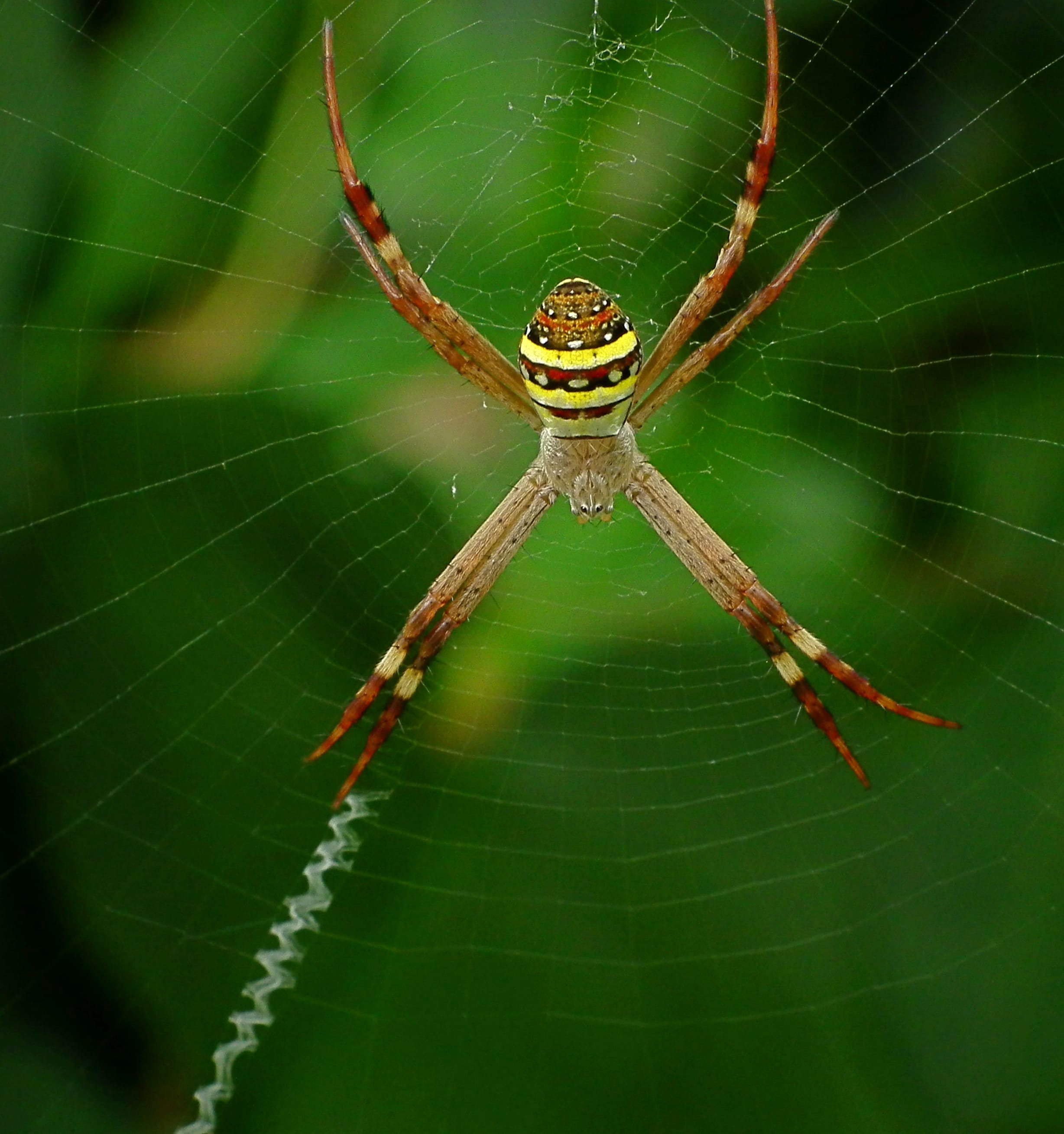 St-Andrews-Cross-Spider