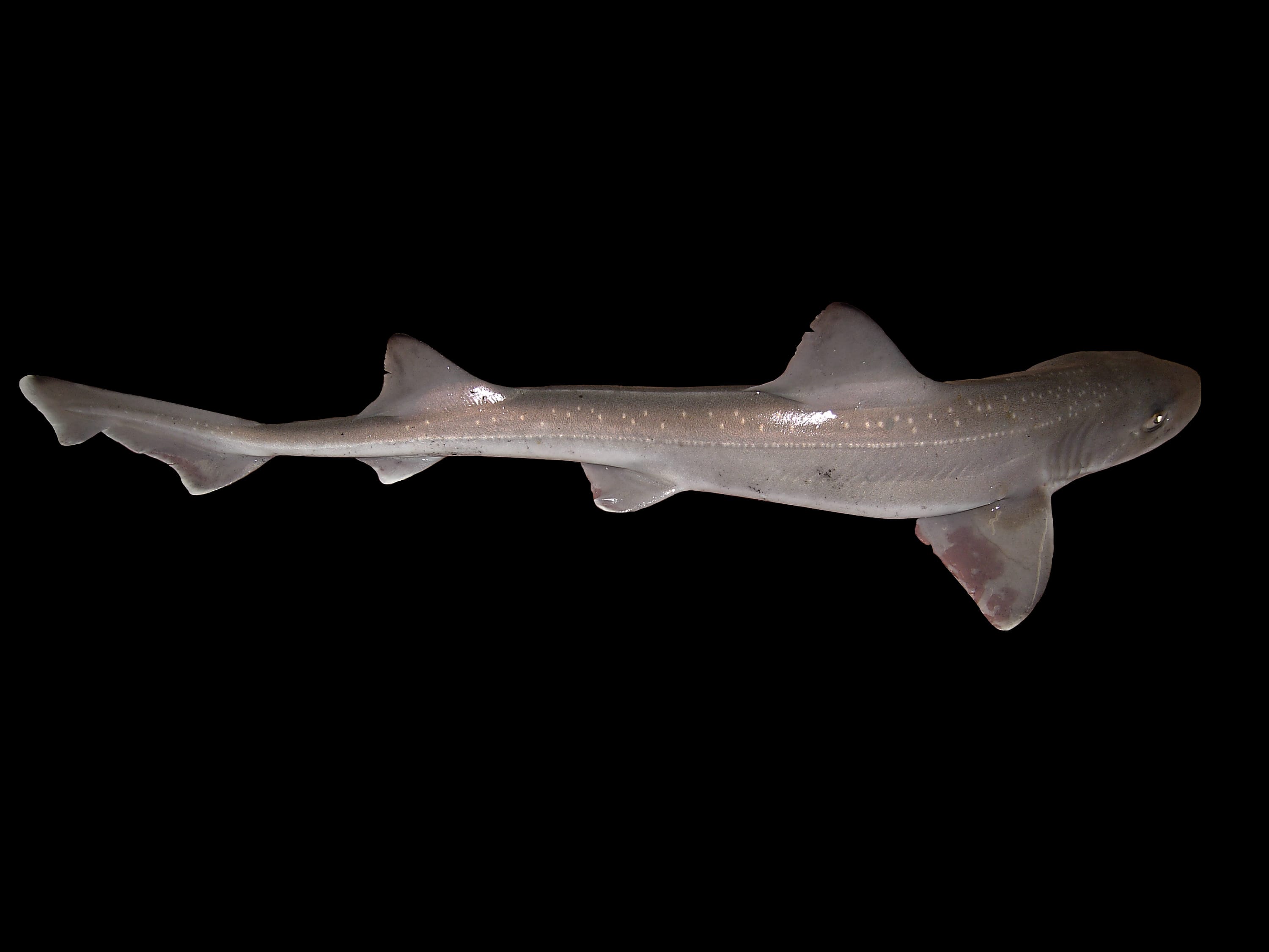 Starry-Smoothhound