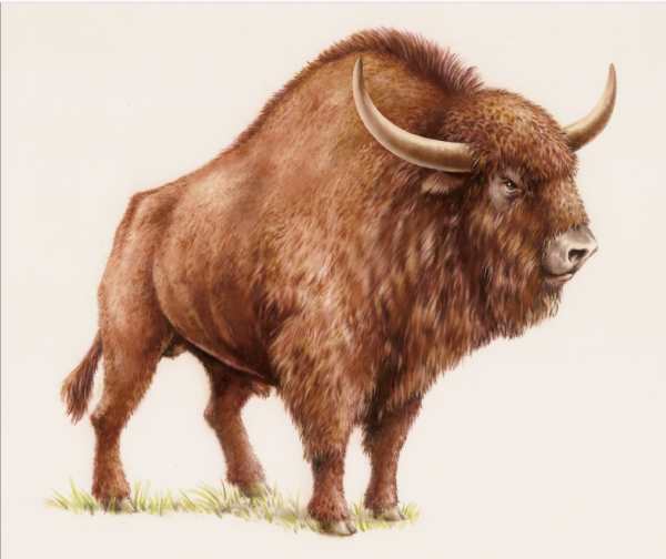 Steppe-Bison