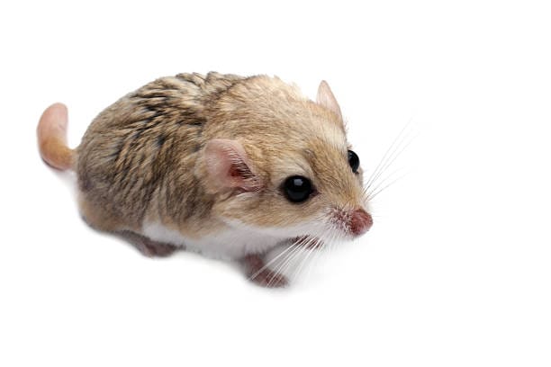 Steppe-Mouse