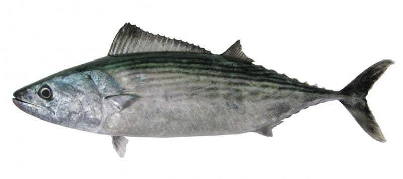 Striped-Bonito