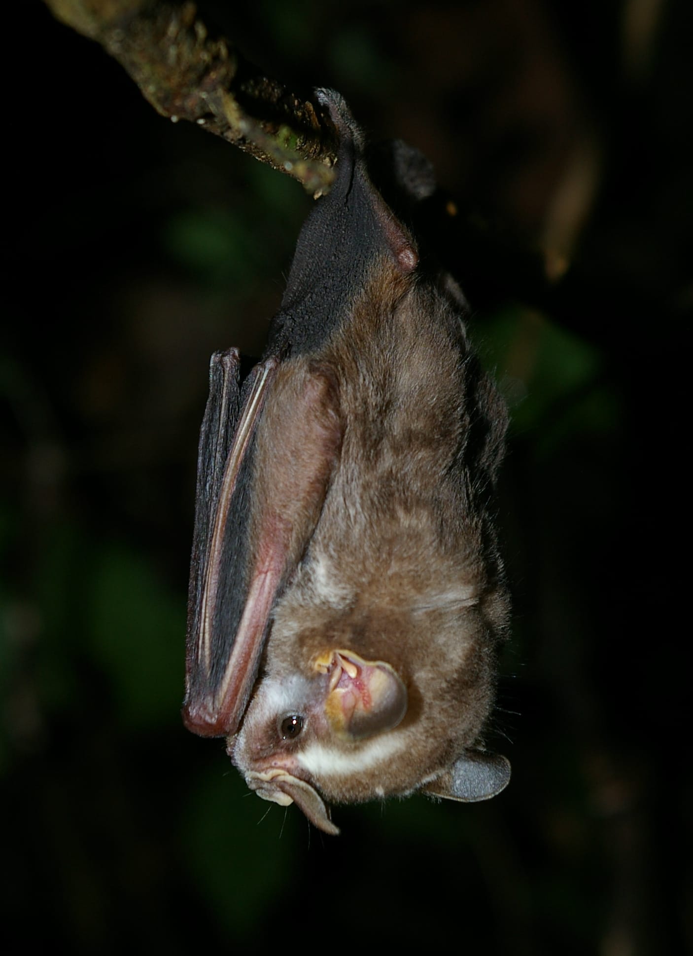 Striped-Yellow-eared-Bat