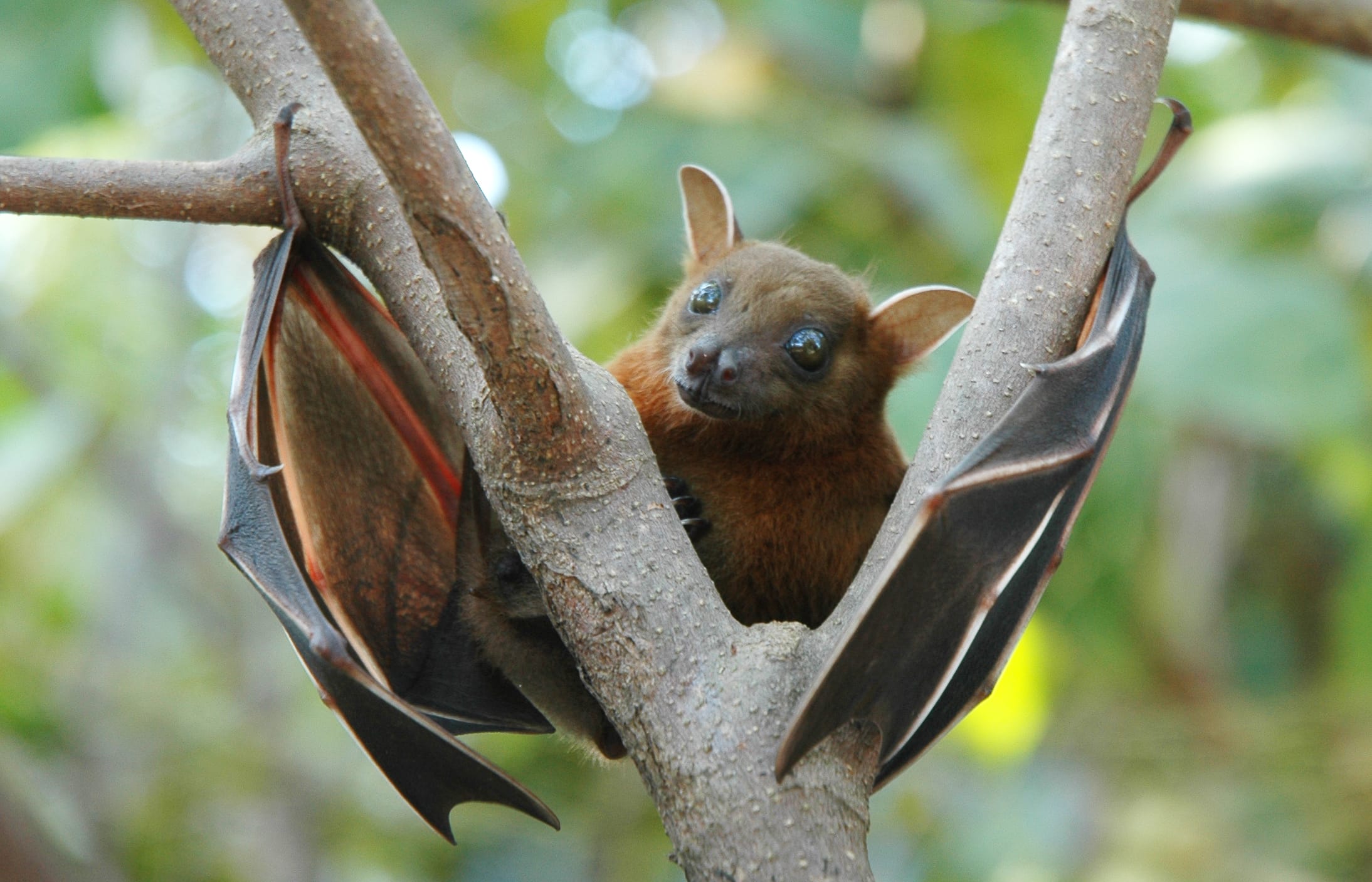 Sulawesi-Fruit-Bat.
