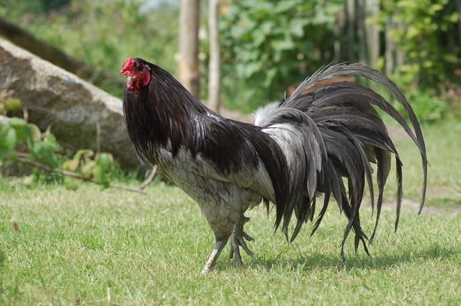 Sumatra-Bantam