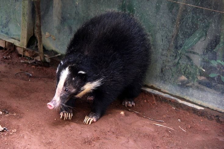 Sumatran-Hog-Badger