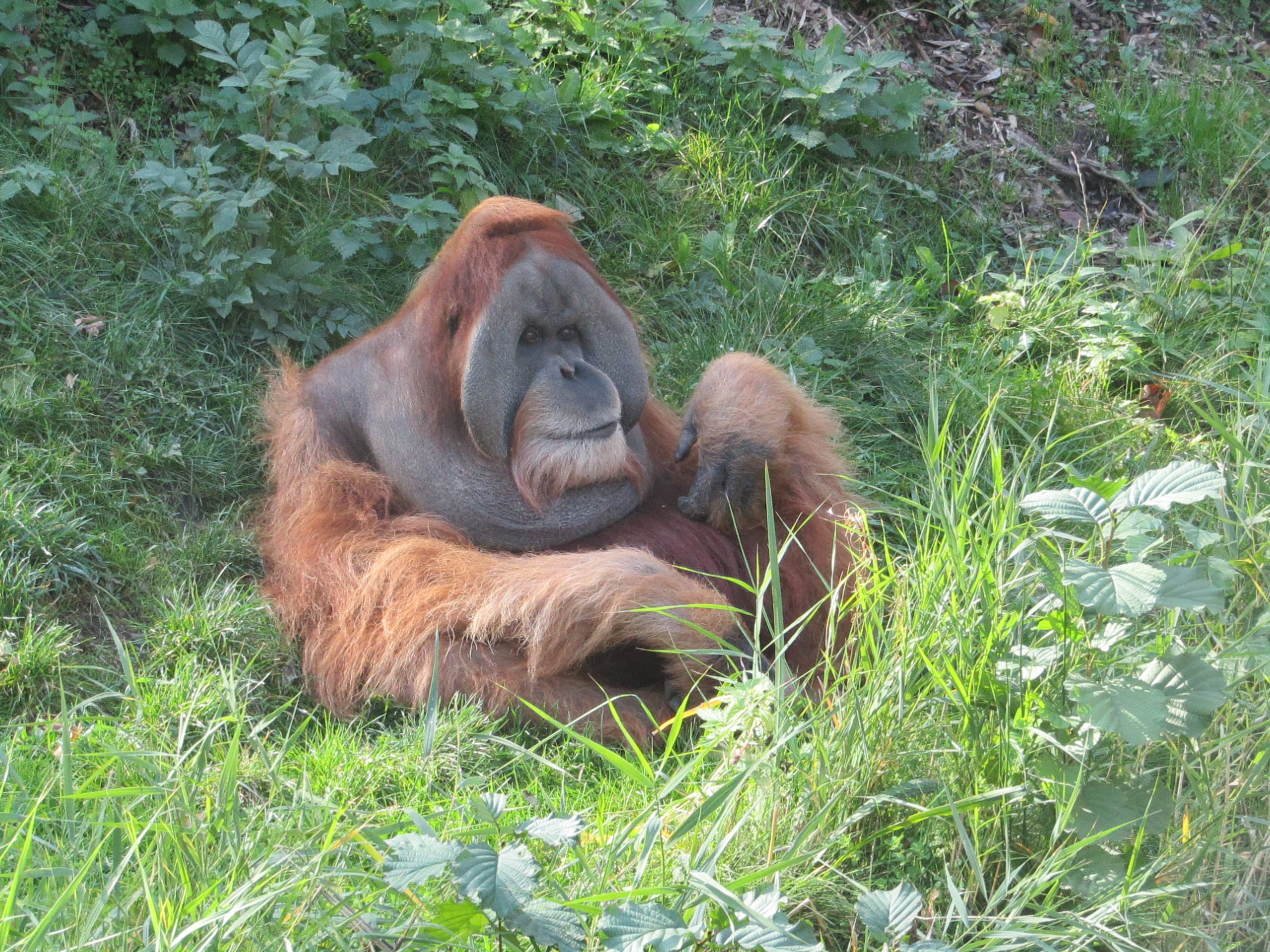 Sumatran-Orangutan