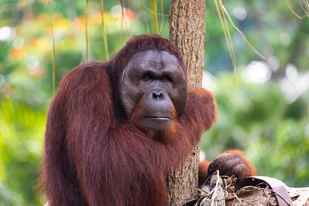 Sumatran-Orangutan