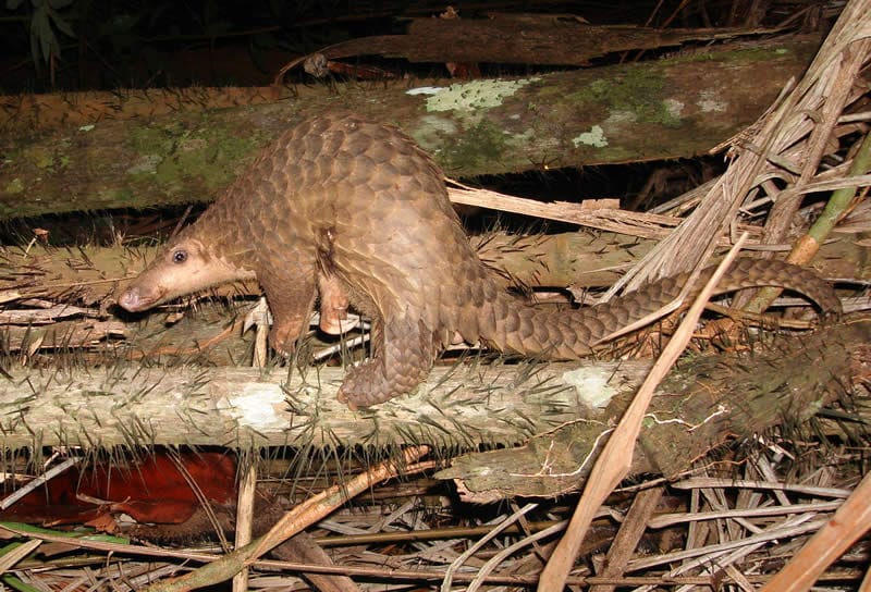 Sunda-Pangolin