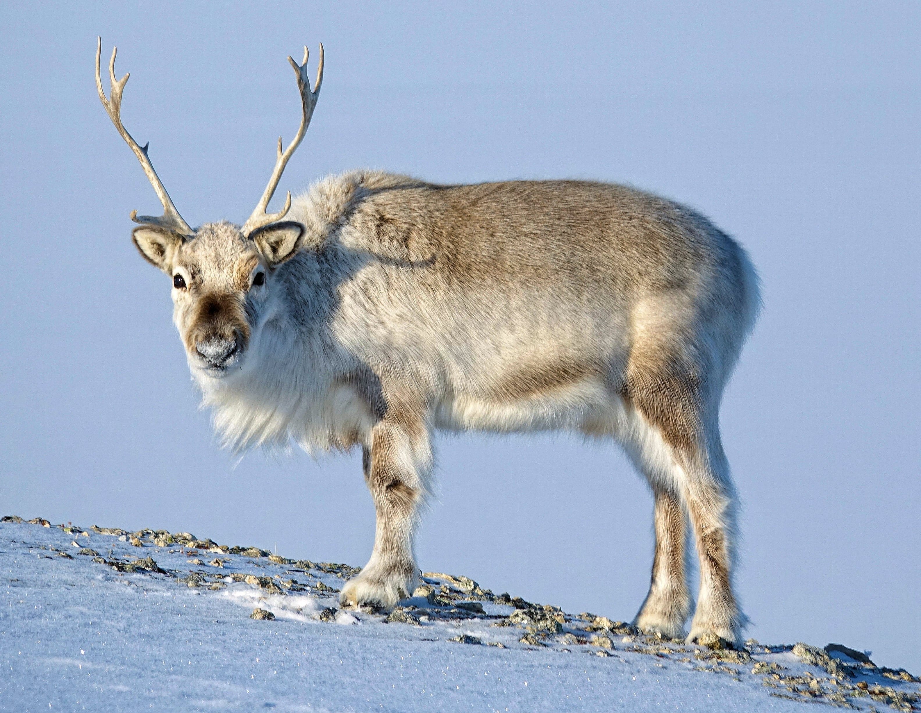 Svalbard-Reindeer