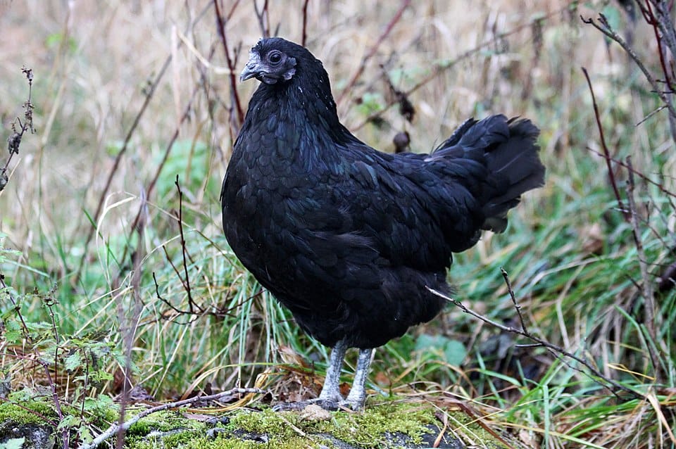 Swedish-Black-Hen
