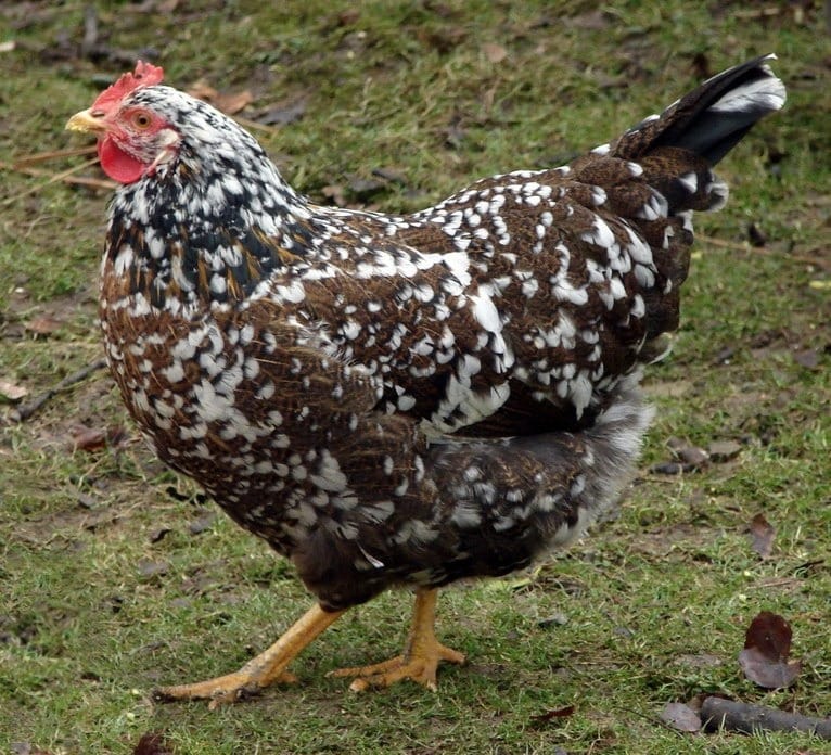 Swedish-Flower-Hen
