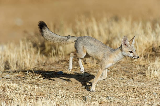 Swift-Fox