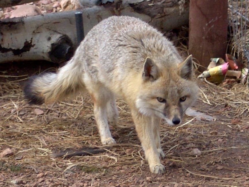 Swift‑eared-Fox