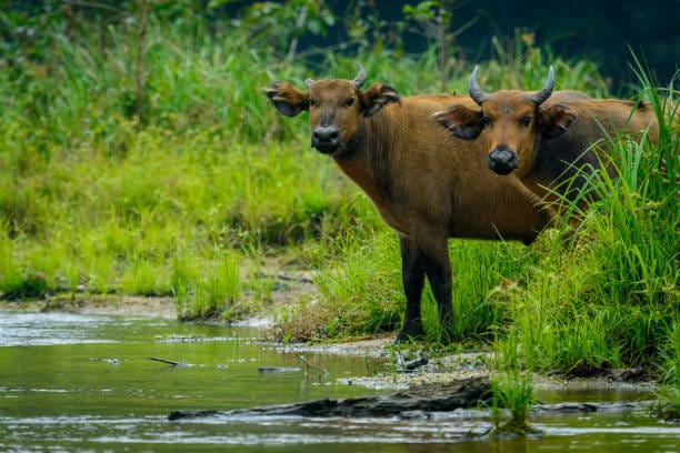 Syncerus-caffer-nanus-var.-Congo
