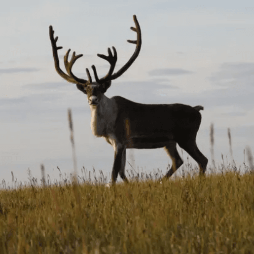 Taimyr-Reindeer
