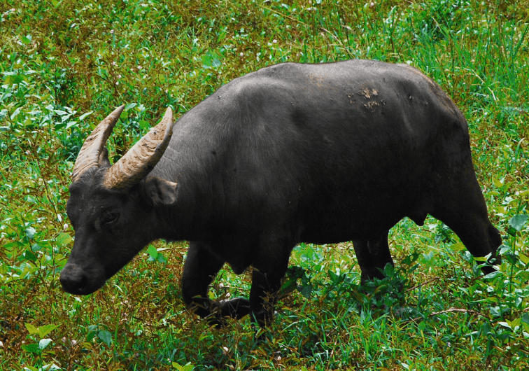 Tamaraw