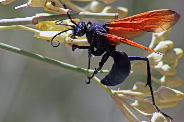 Tarantula-Hawk-Wasp