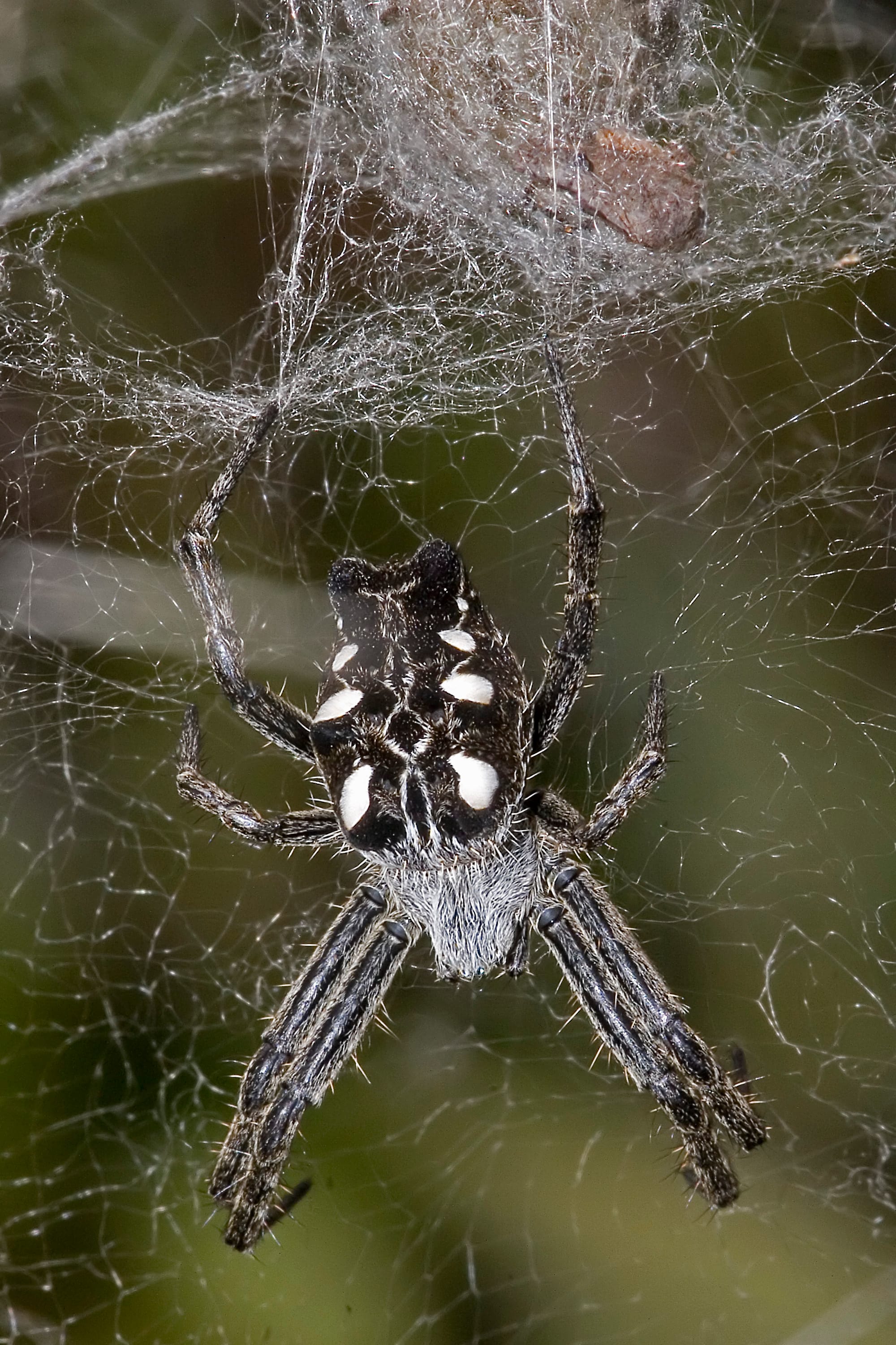 Tent-Spider