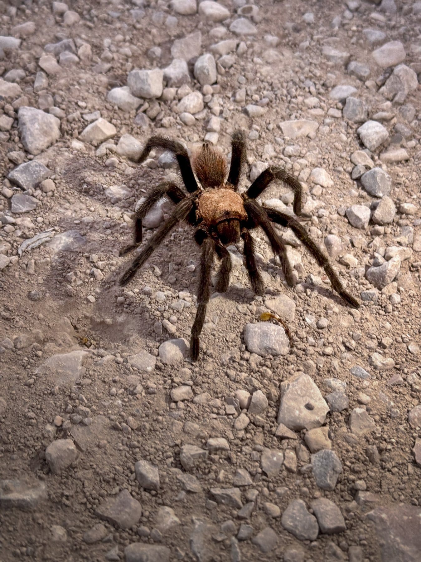 Texas-Tan-Tarantula