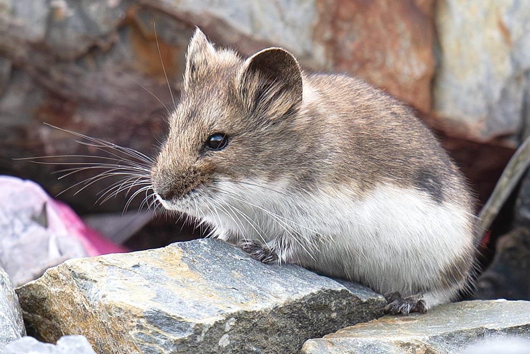 Tibetan-Dwarf-Hamster