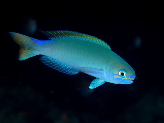 Tilefish