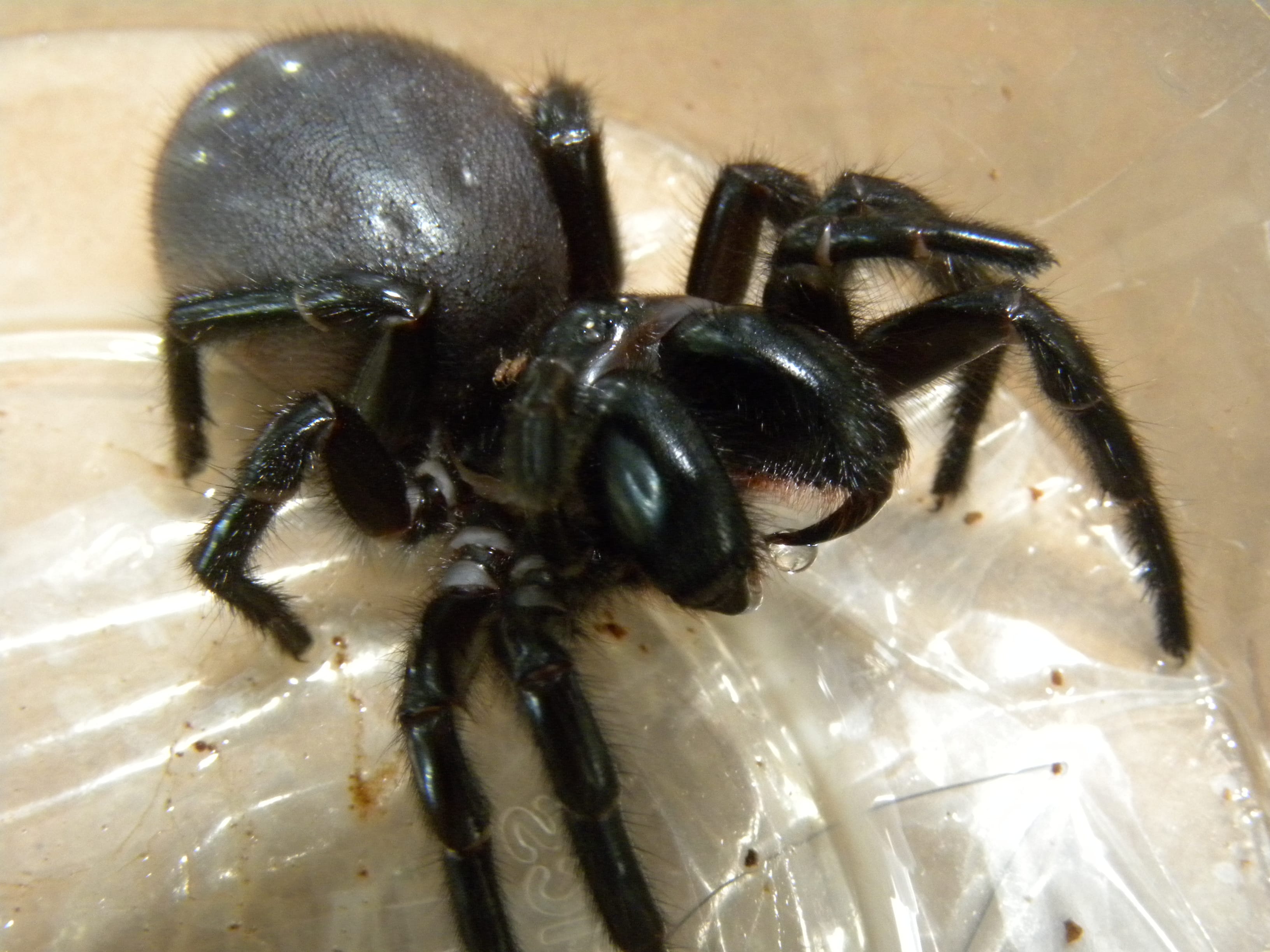 Tree-Funnel-Web-Spider