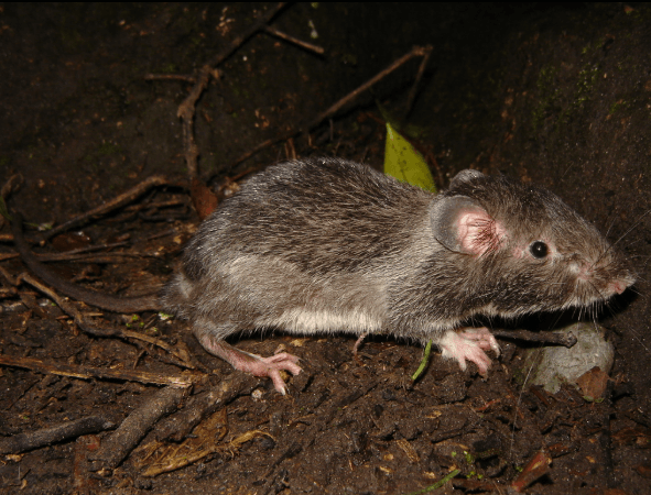 Trinidad-Spiny-Rat.