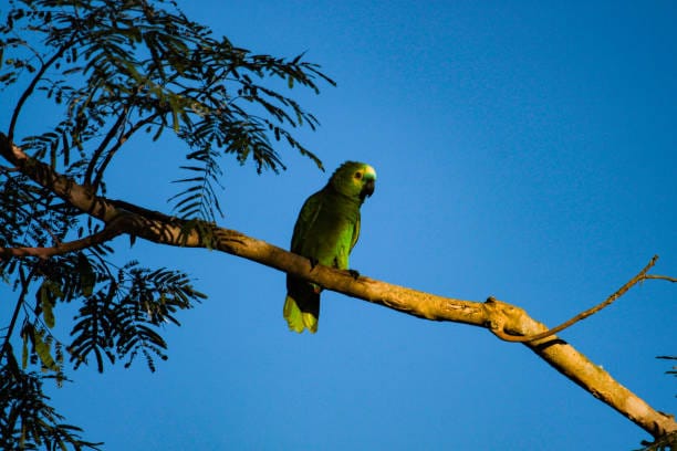 Turquoise-Fronted-Amazon