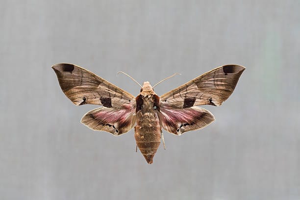 Twin-spotted-Sphinx-Moth
