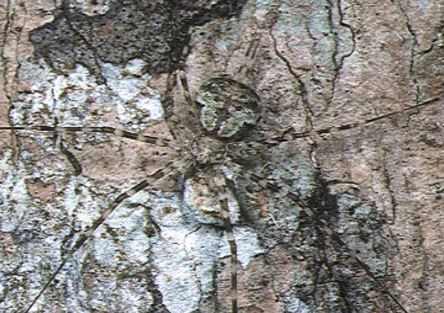 Two-Tailed-Spider