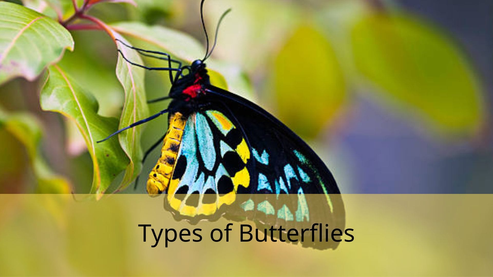 Types-of-Butterflies