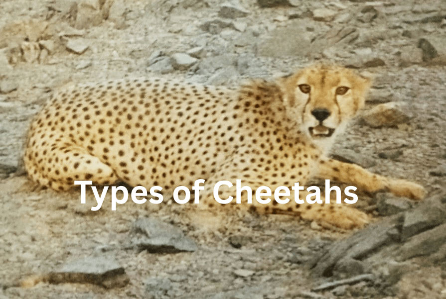 Types of Cheetahs