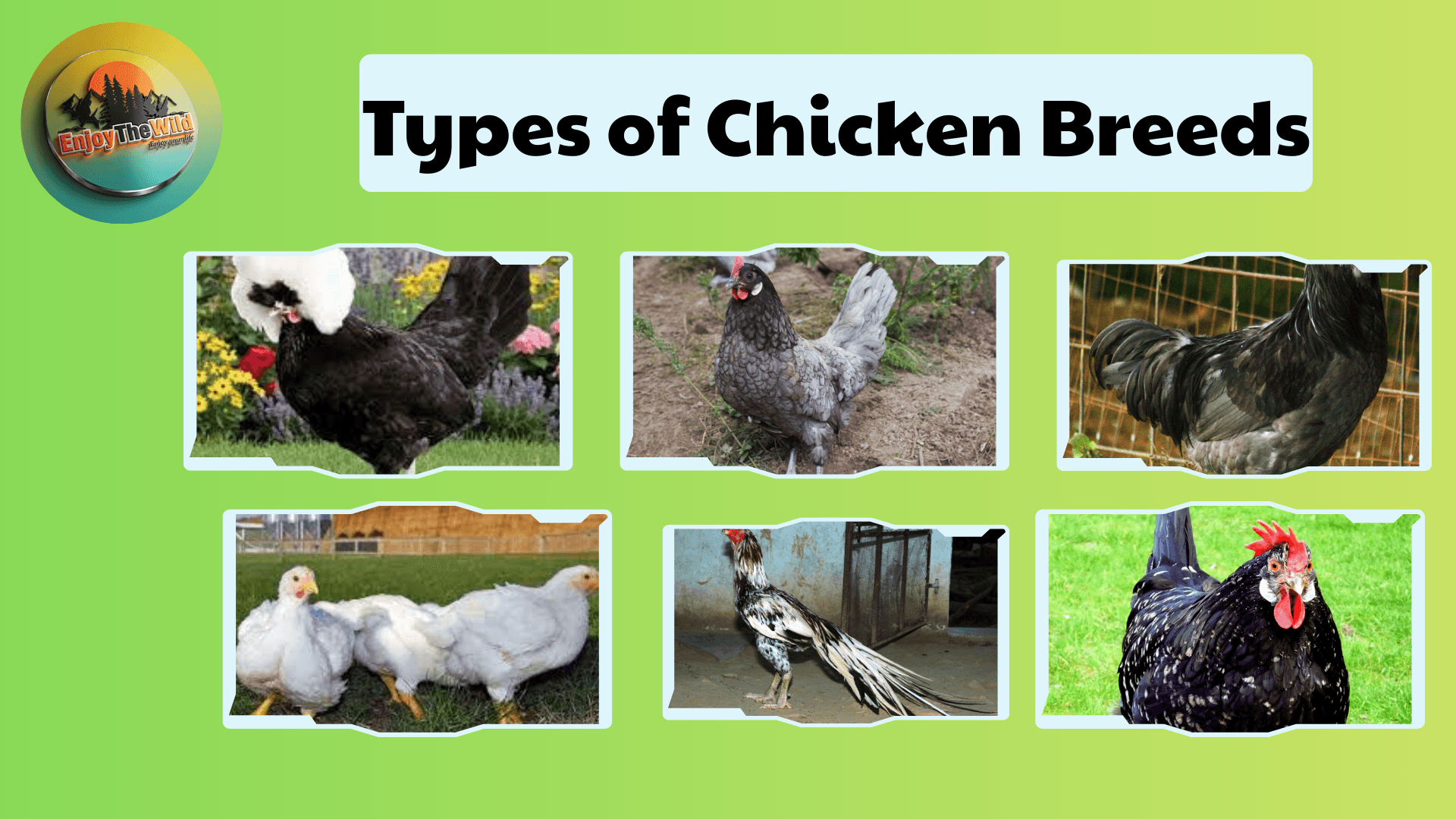 Types-of-Chicken-Breeds