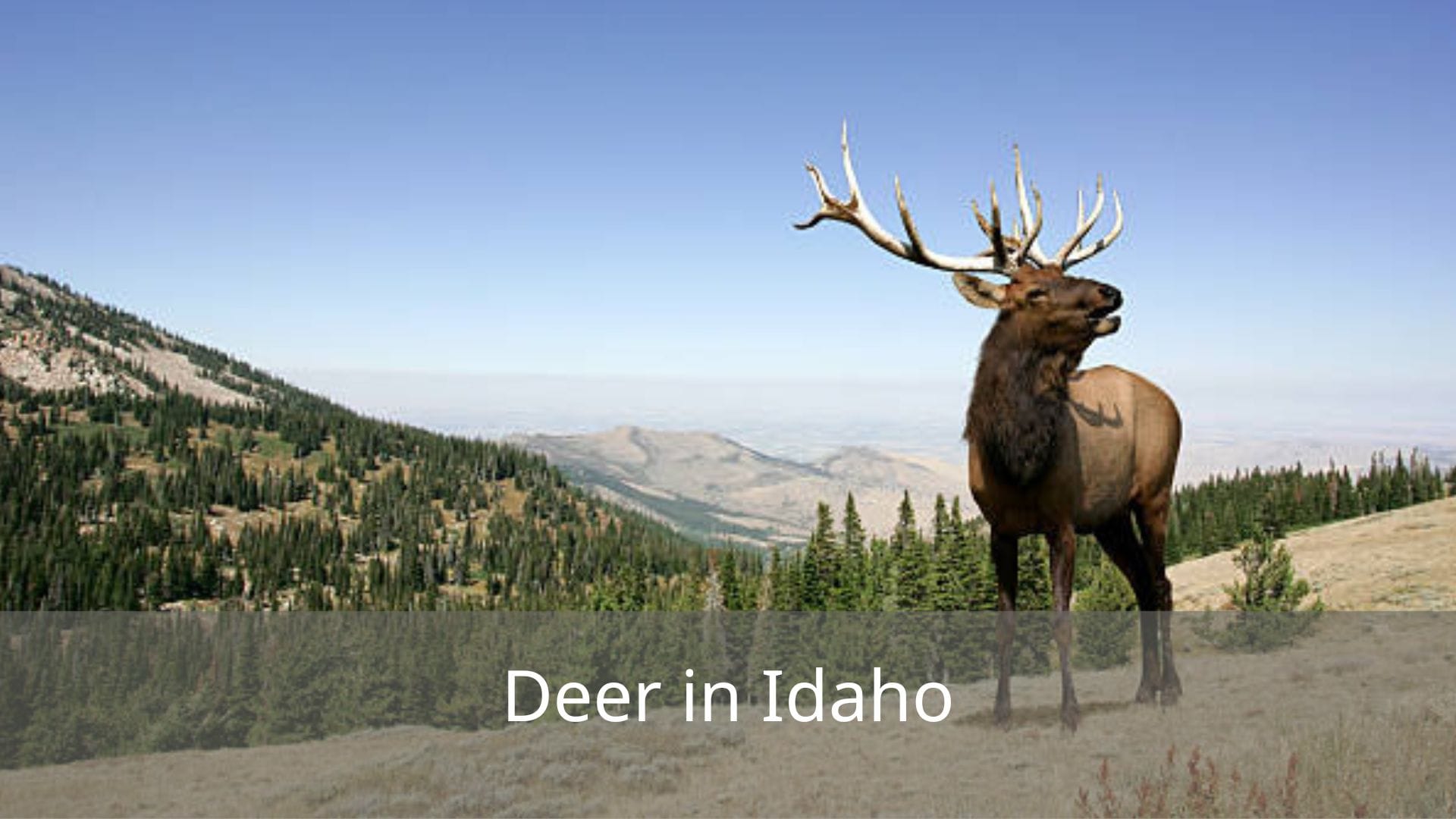 Types-of-Deer-in-Idaho