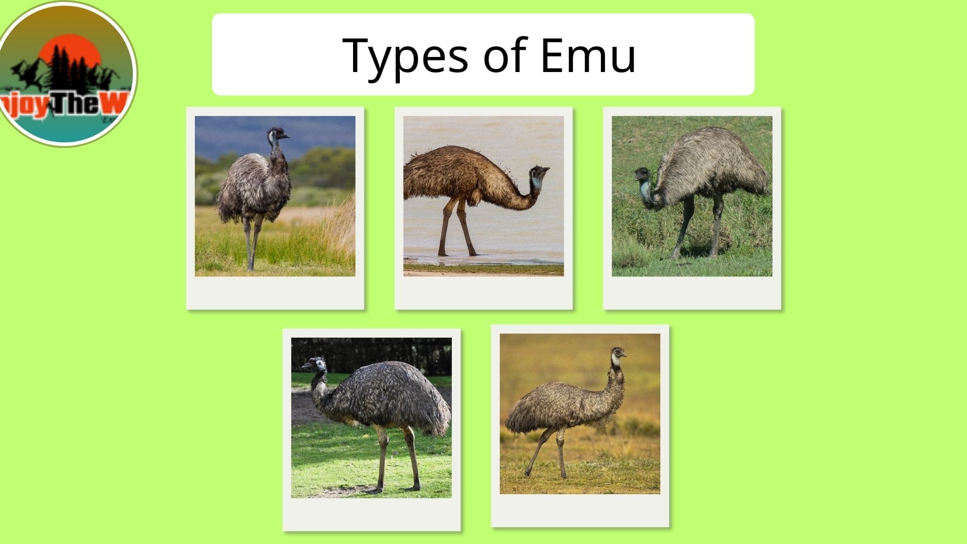 Types-of-Emu