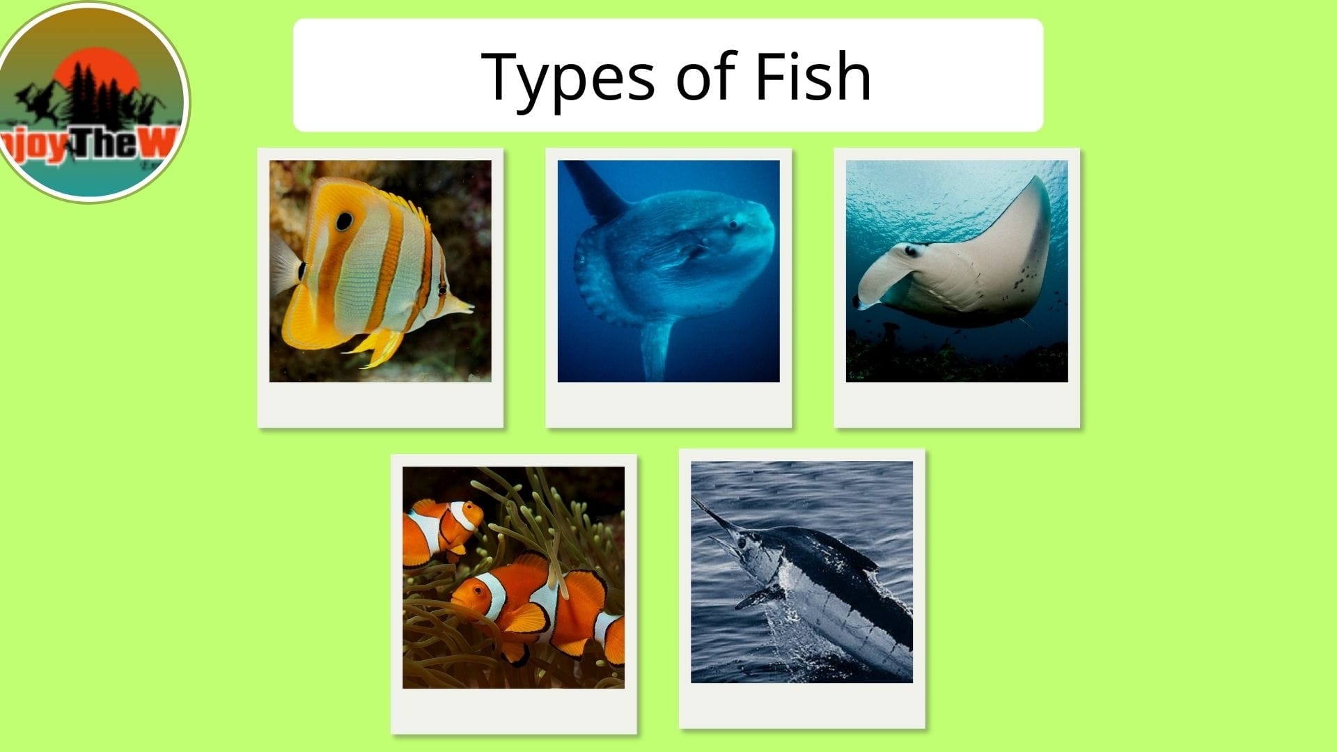 Types-of-Fish
