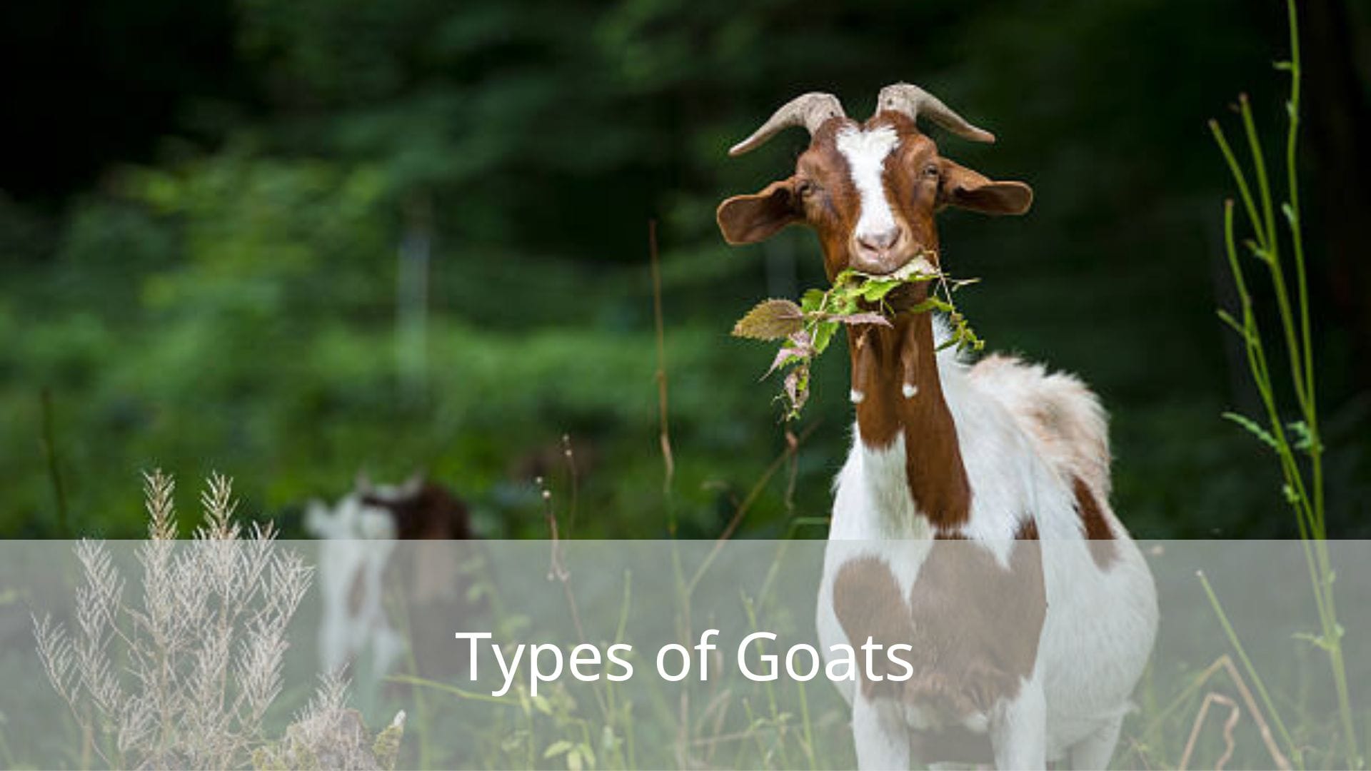 Types-of-Goats