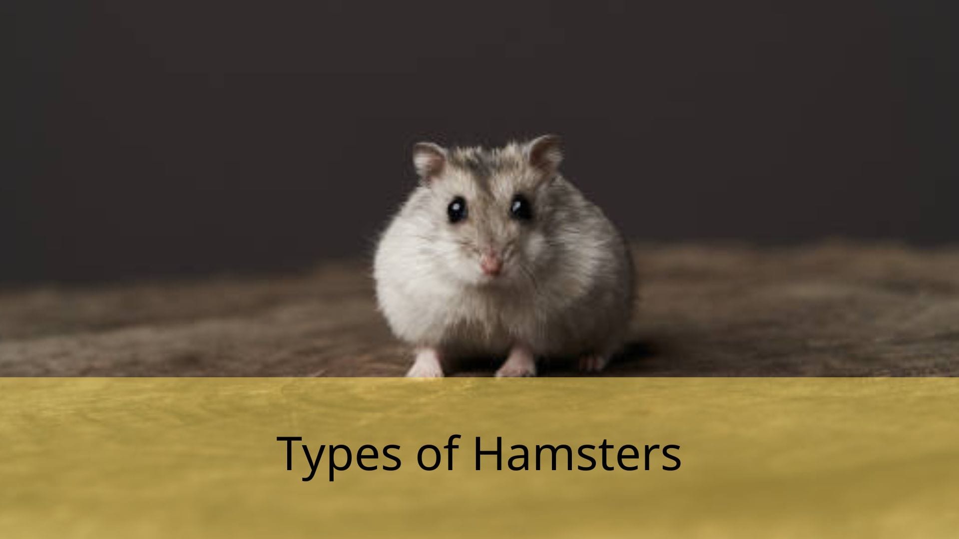 Types-of-Hamsters