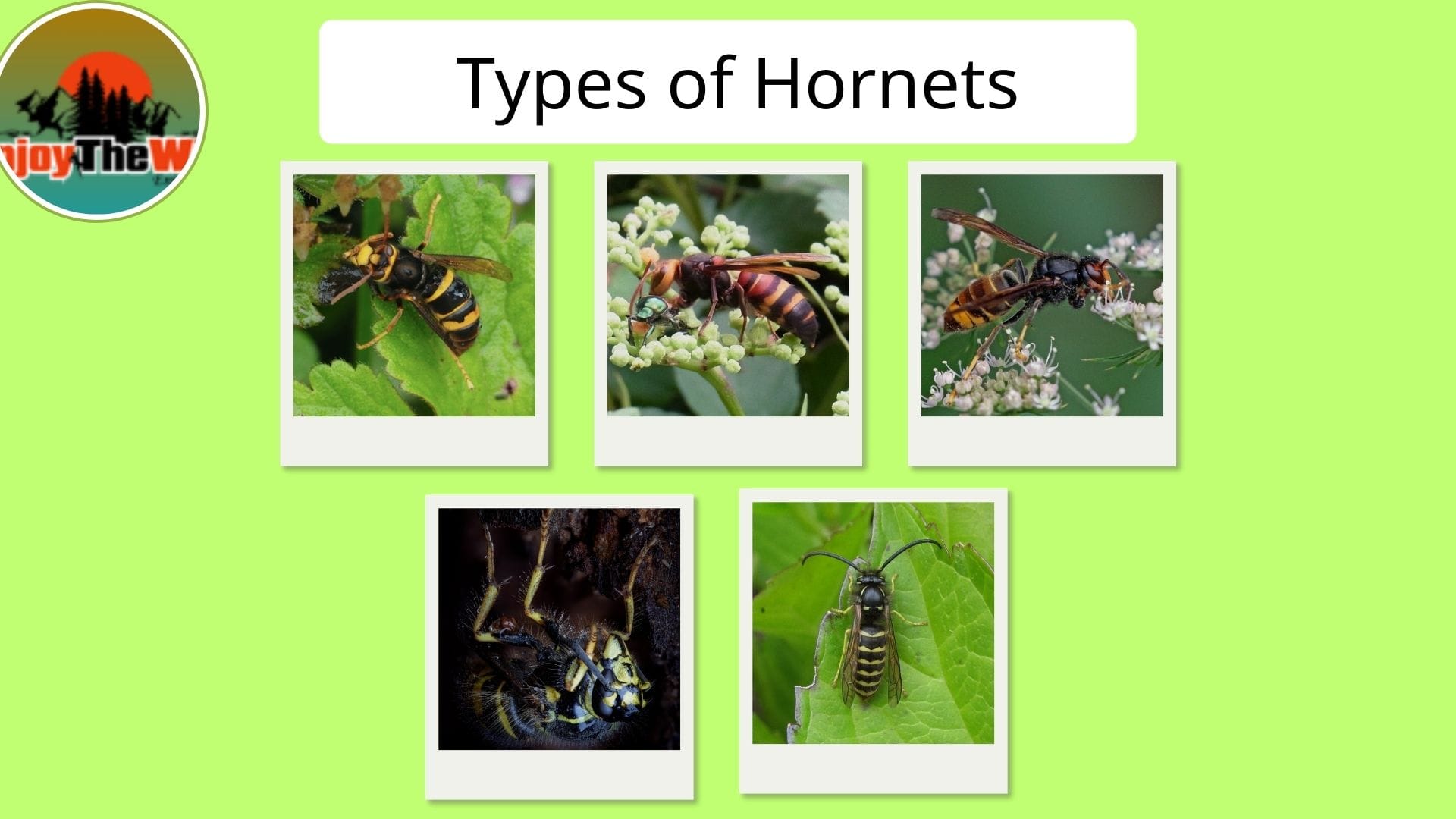 Types-of-Hornets
