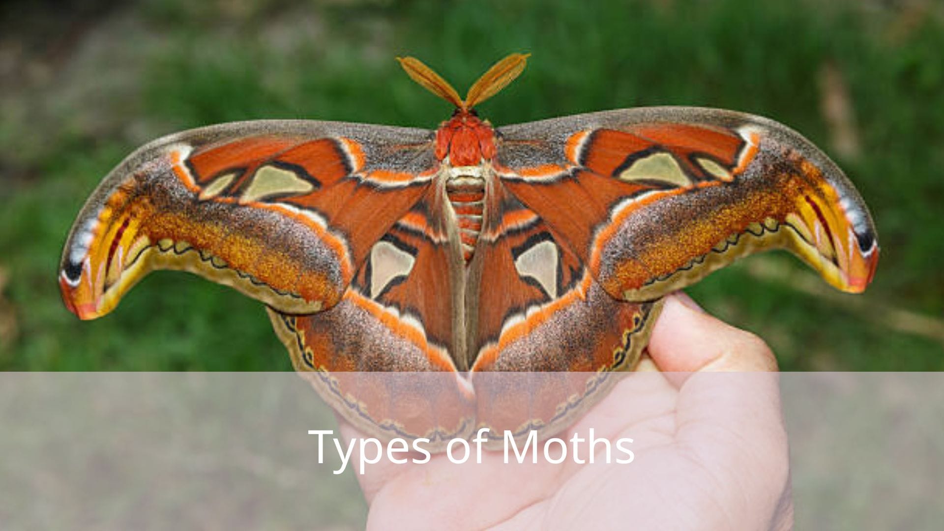 Types-of-Moths
