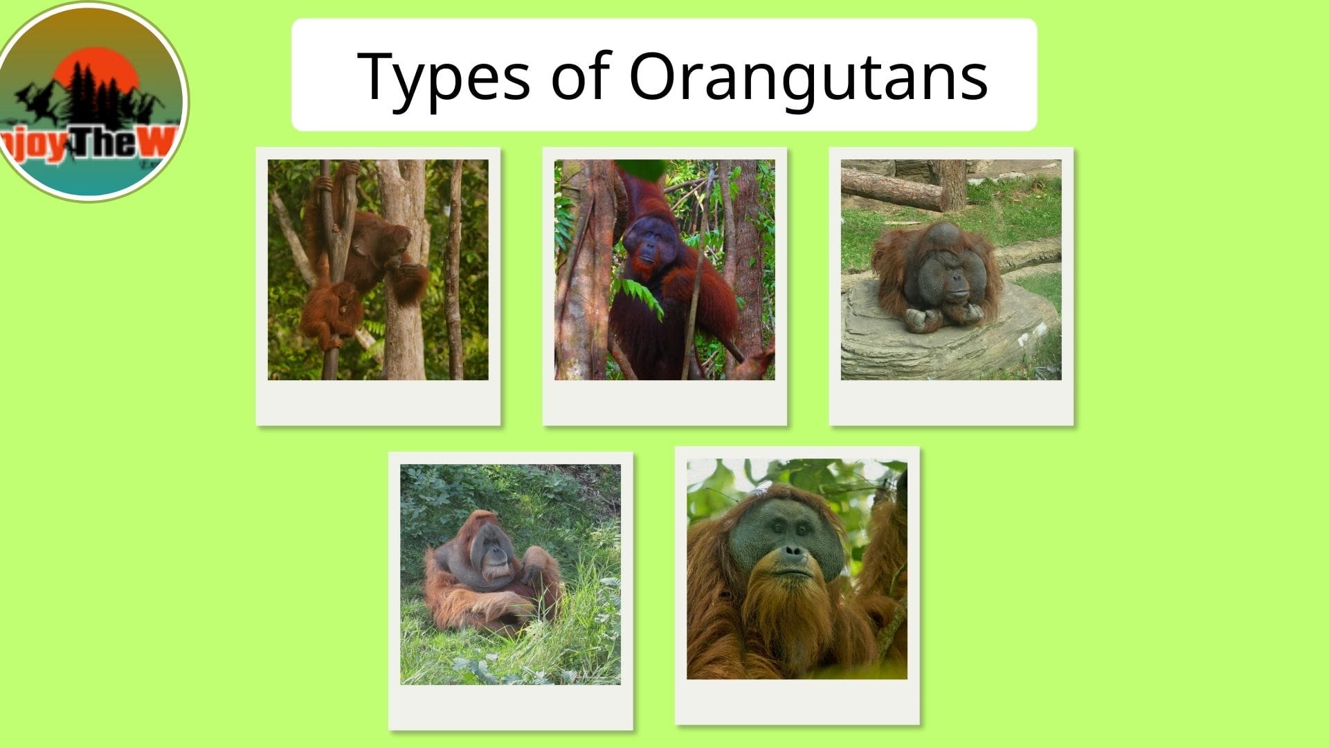 Types-of-Orangutans