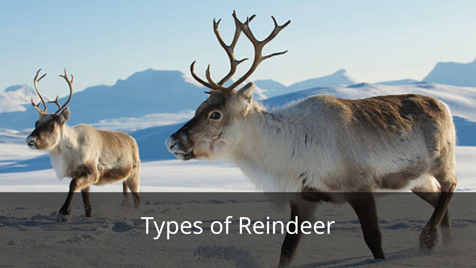 Types-of-Reindeer