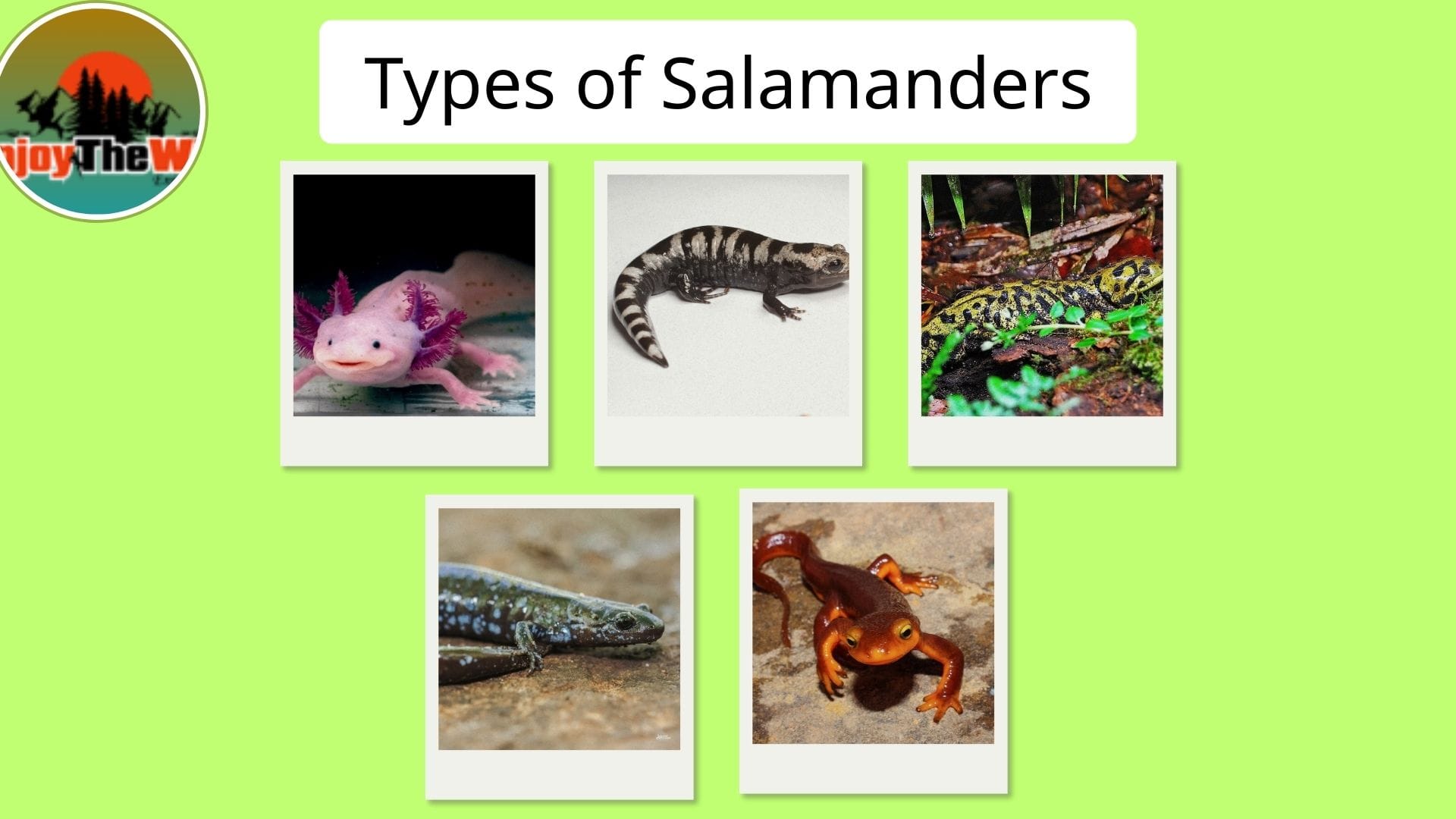 Types-of-Salamanders