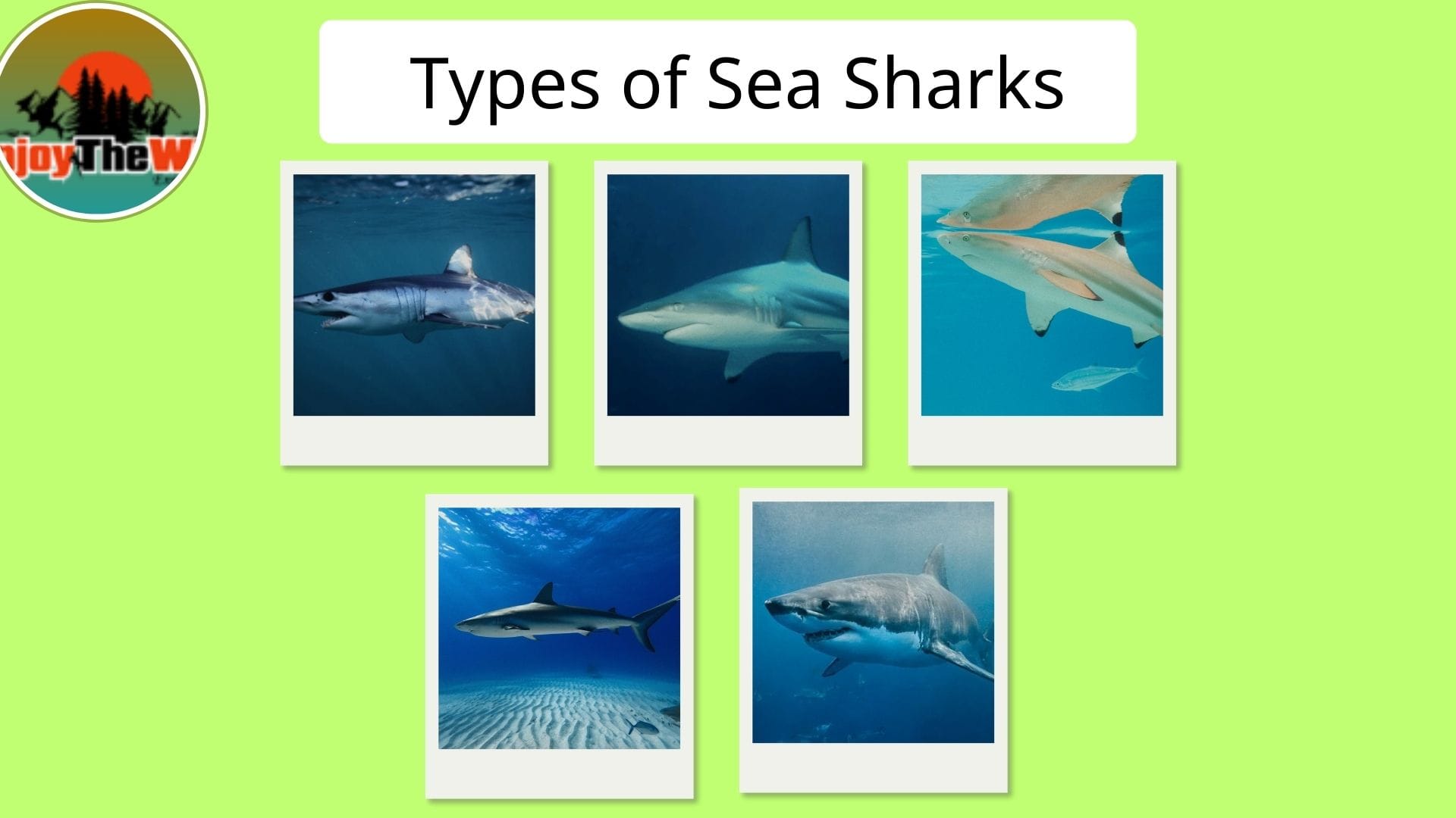 Types-of-Sea-Sharks