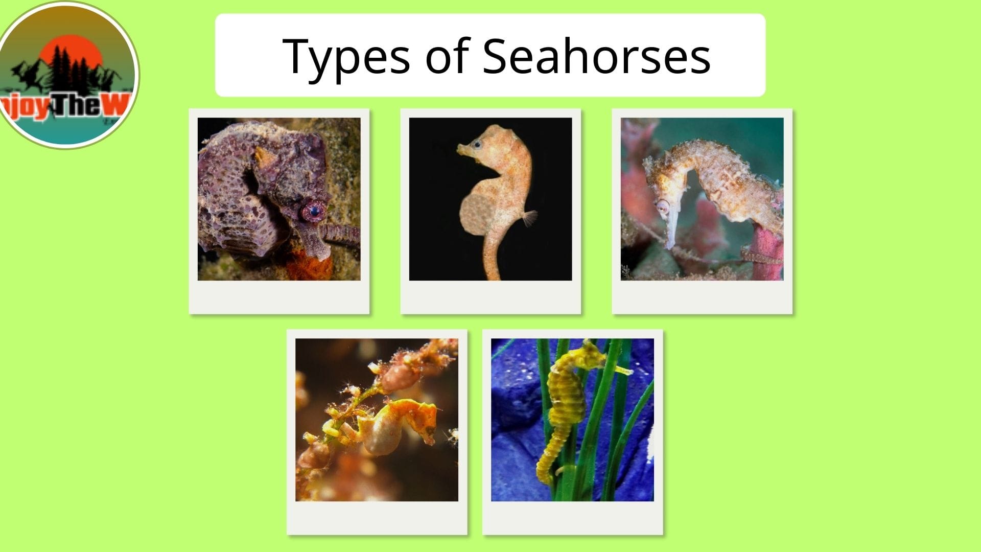 Types-of-Seahorses