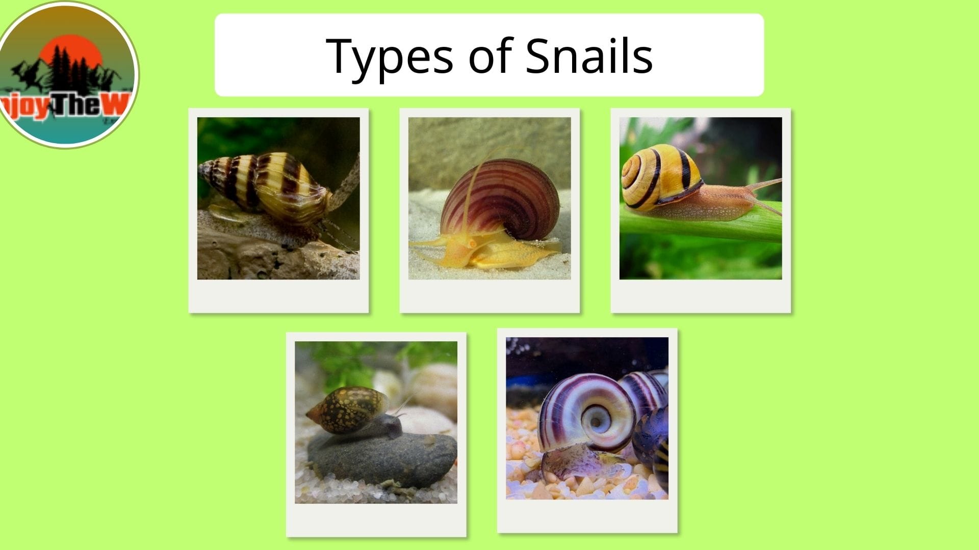 Types-of-Snails
