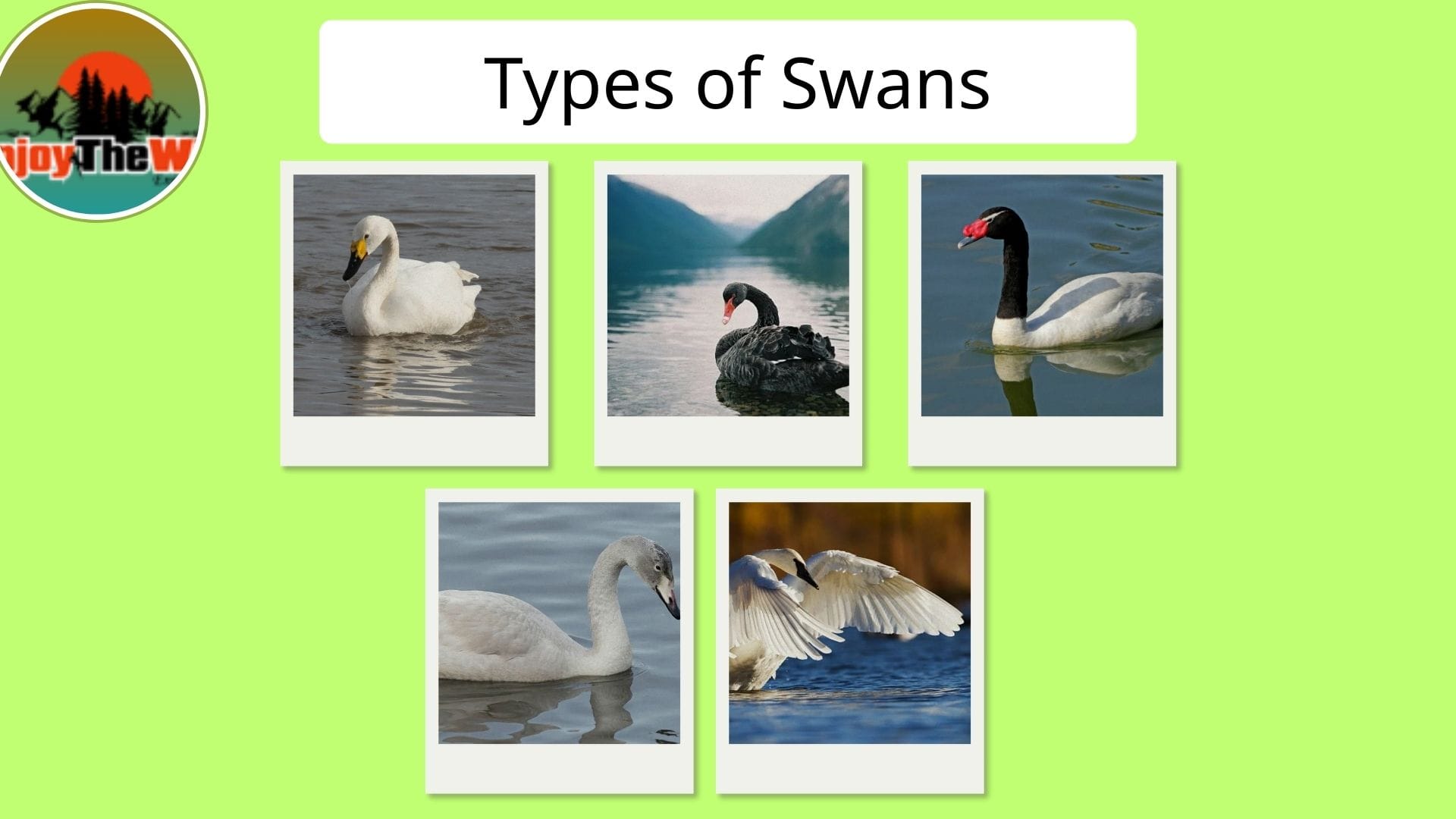 Types-of-Swans