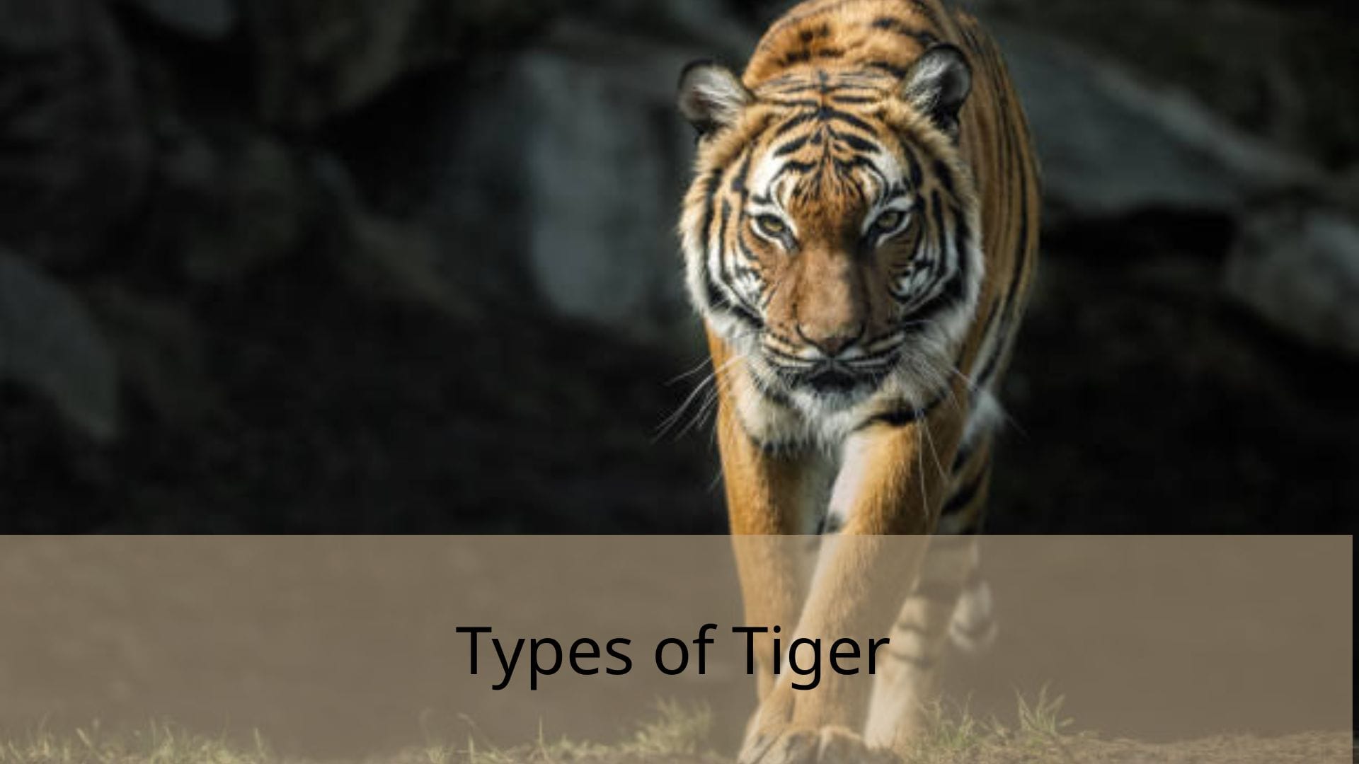 Types-of-Tiger