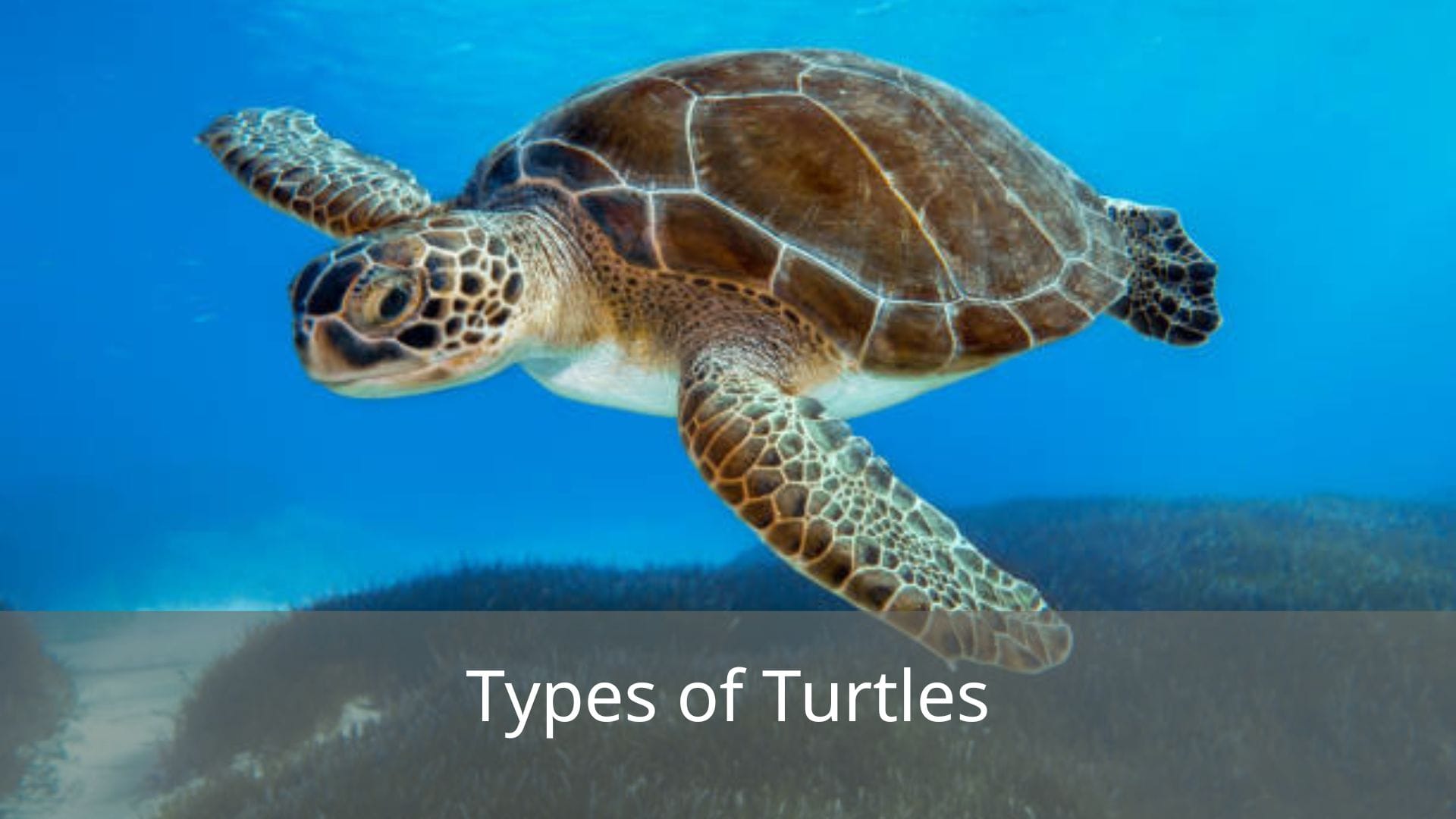 Types-of-Turtles