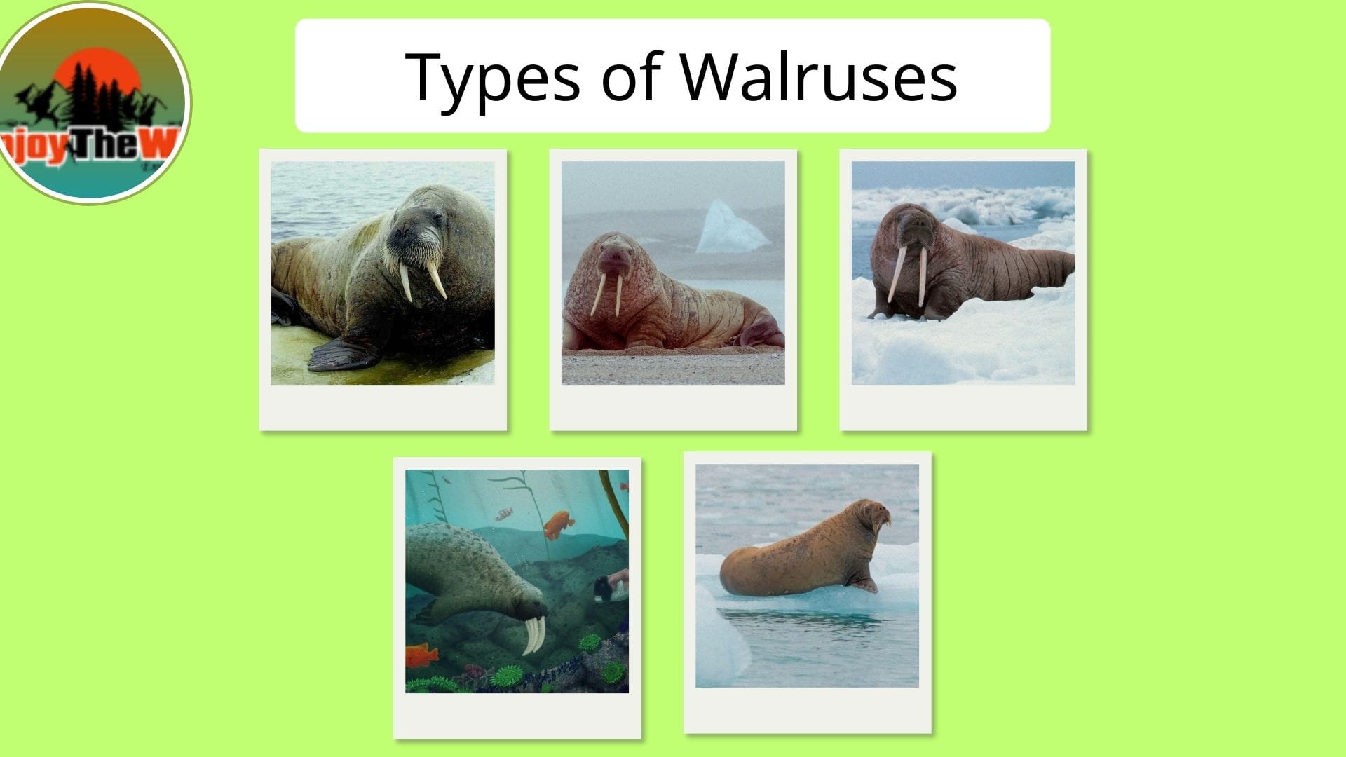 Types-of-Walruses